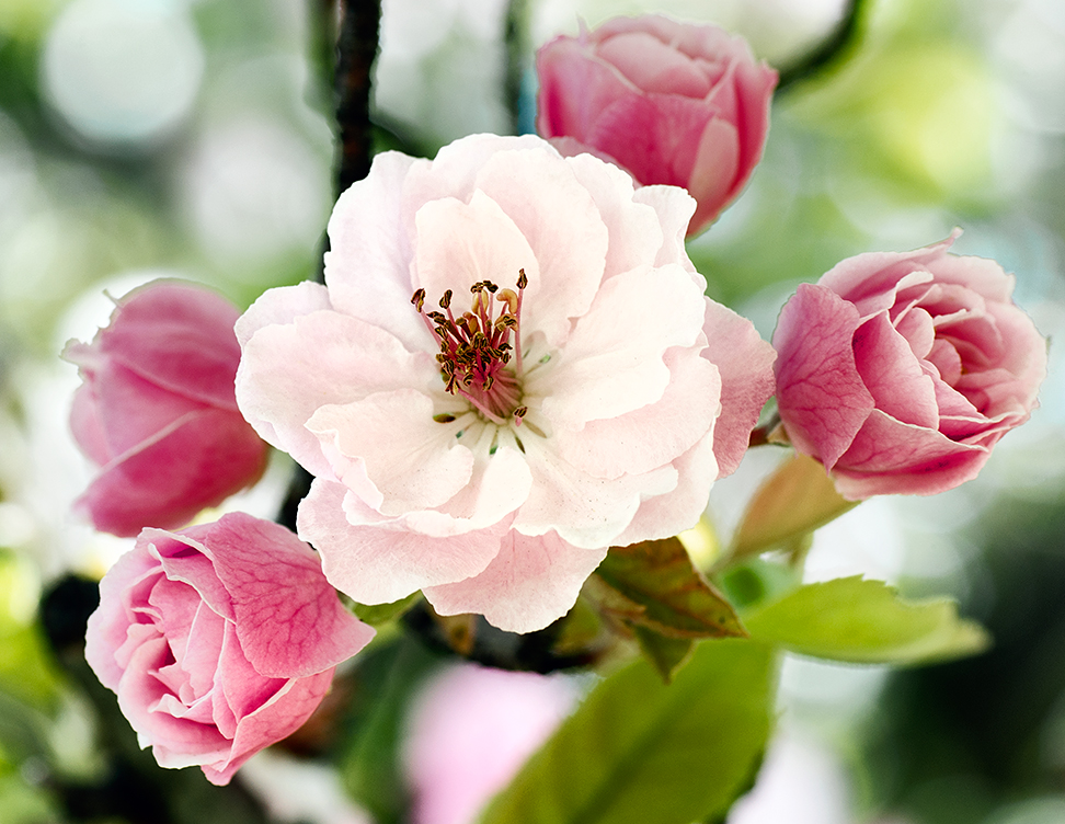 Spring Flower Inspiration - The Loopy Ewe Blog