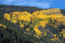 Aspen ImageworksFC The Loopy Ewe 5