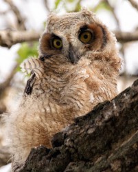 Owl Baby The Loopy Ewe